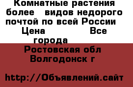Комнатные растения более200видов недорого почтой по всей России › Цена ­ 100-500 - Все города  »    . Ростовская обл.,Волгодонск г.